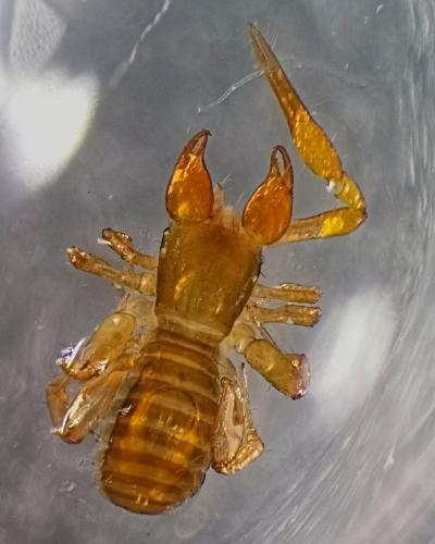Chthonius ischnocheles